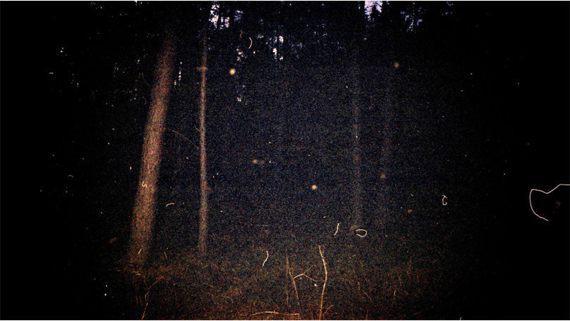 Der Wald Der Wald [&copy; Robert Berghoff]