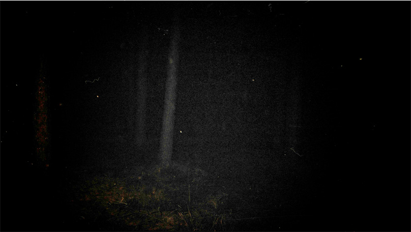 Der Wald Der Wald [&copy; Robert Berghoff]